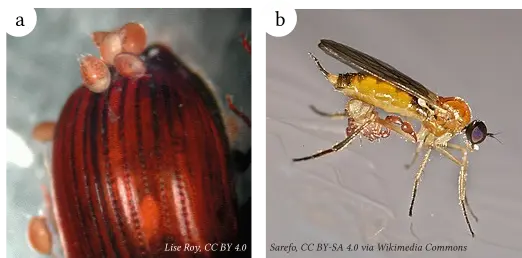 Exemple de cas de phorésie : photo d'un acariens Uropodina sur un ténébrion et d'un pseudoscorpion sur une mouche